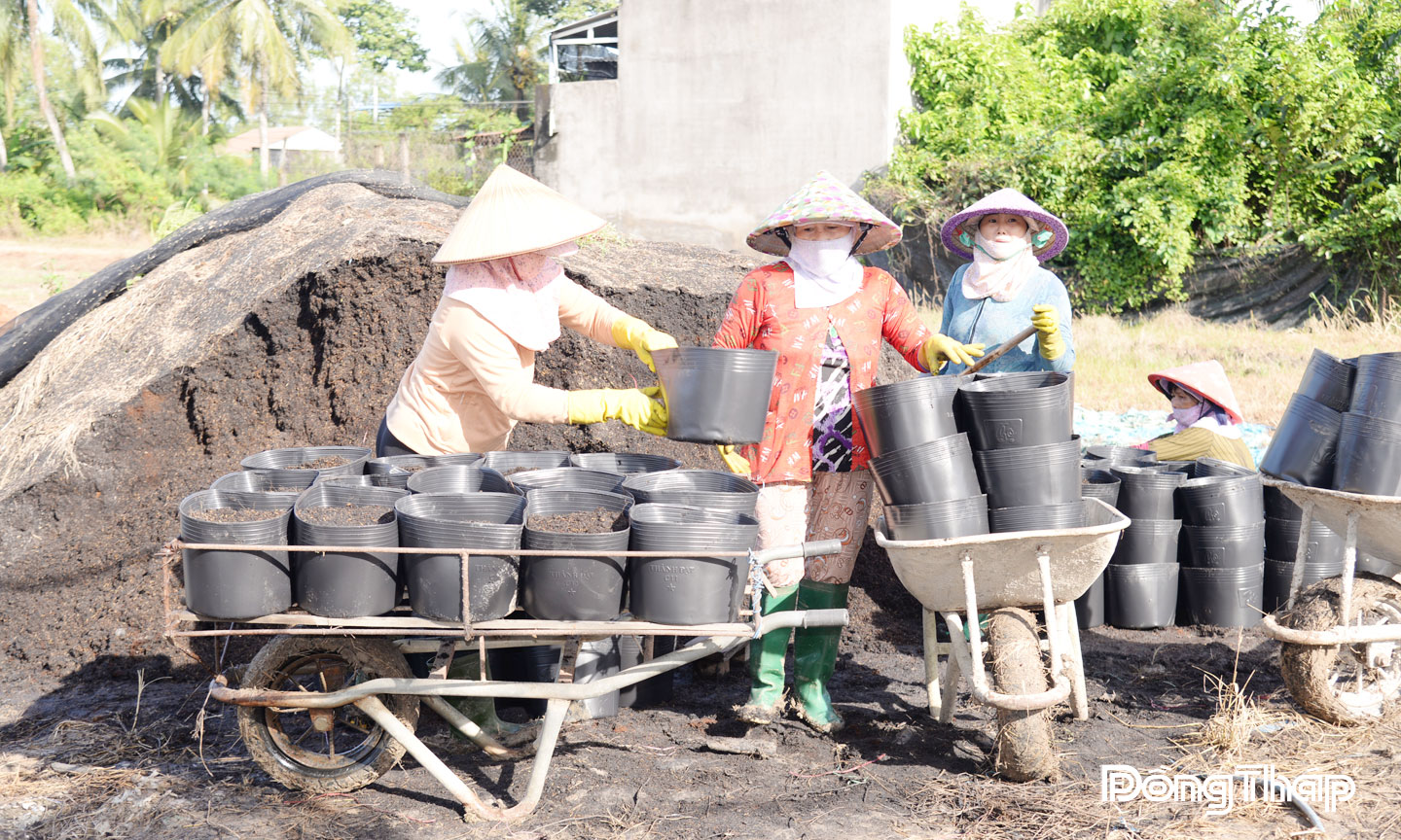 Người dân Làng hoa Mỹ Phong tất bật chuẩn bị xuống giống vụ hoa tết.