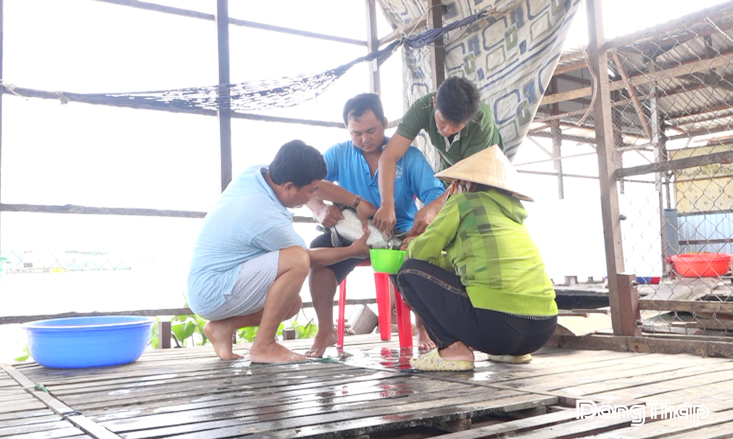 Người dân xã Long Phú Thuận (tỉnh Đồng Tháp) thực hiện công đoạn ép trứng sản xuất cá tra giống.