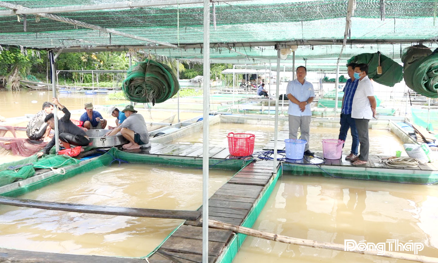 Nuôi cá bè trên sông ở xã Long Phú Thuận (tỉnh Đồng Tháp).