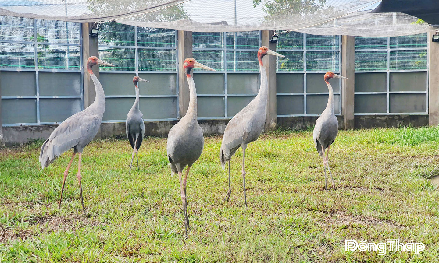 Các cá thể sếu đầu đỏ phát triển khỏe mạnh và đang bước vào giai đoạn ghép đôi tại Trại Bảo tồn và Phát triển sinh vật, Vườn quốc gia Tràm Chim.