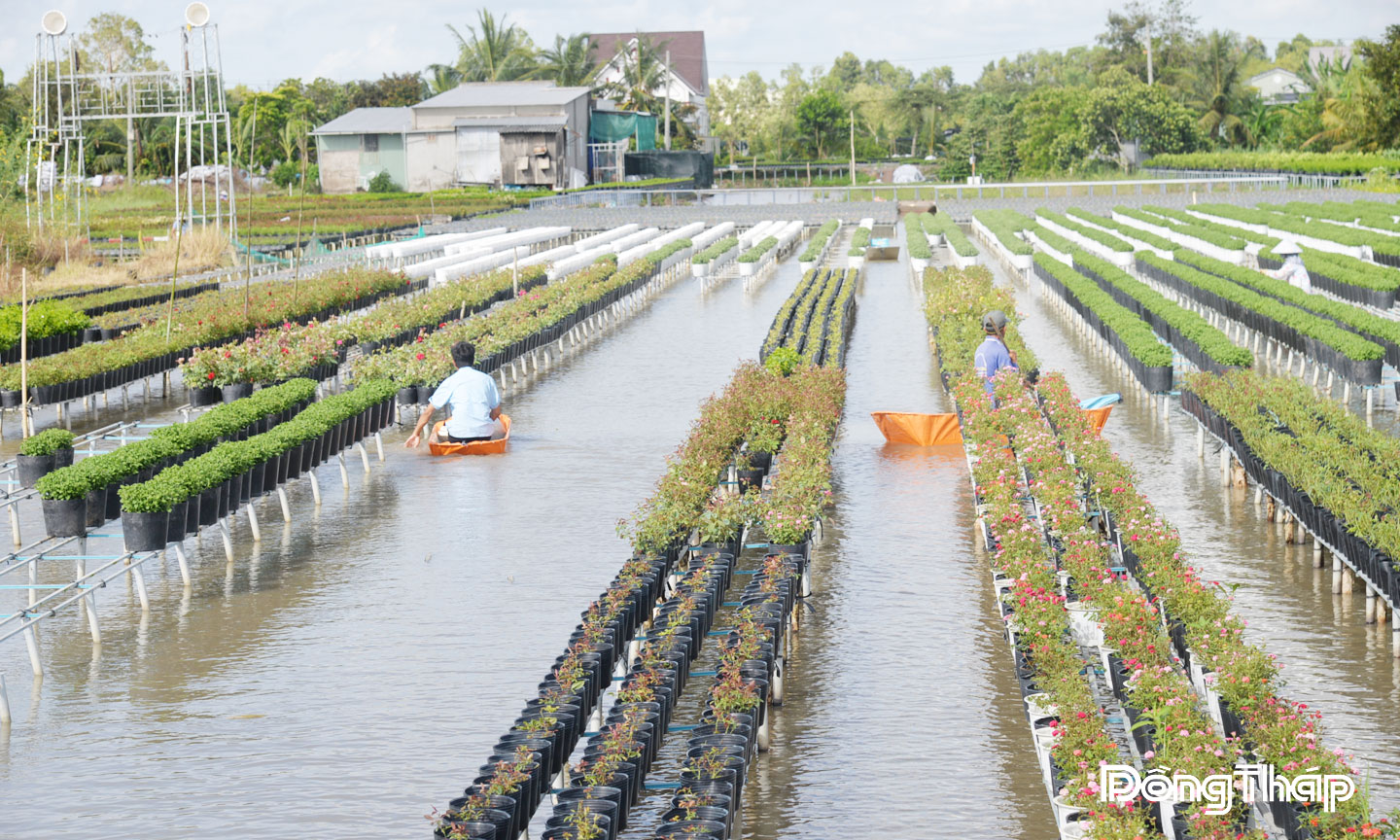 Nhiều hộ sản xuất hoa, kiểng tại phường Sa Đéc kết hợp trồng hoa, kiểng  với du lịch trải nghiệm.