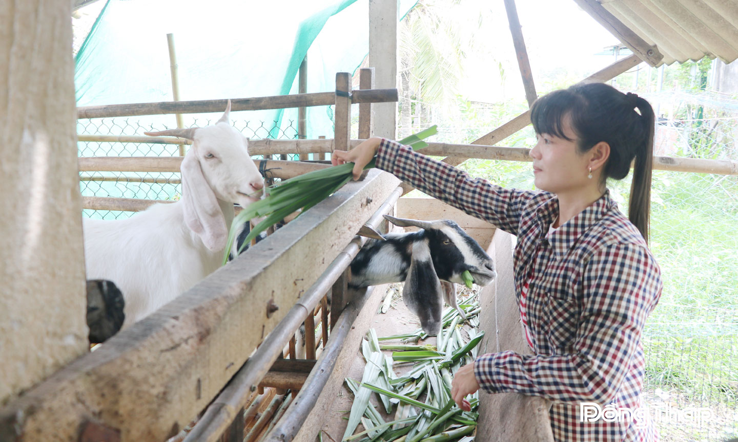 Chị Phạm Thị Kim Quyên (ấp Tân Thành 2, xã Tân Thới) được Hội Liên hiệp Phụ nữ xã hỗ trợ vay vốn phát triển nghề nuôi dê sinh sản.