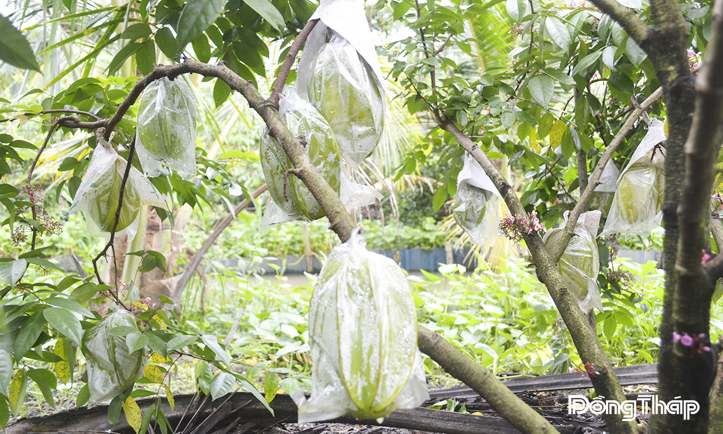 Khế ngọt Mã Lai với vị ngọt, trái to, thịt mọng nước đang được người tiêu dùng ưa chuộng.