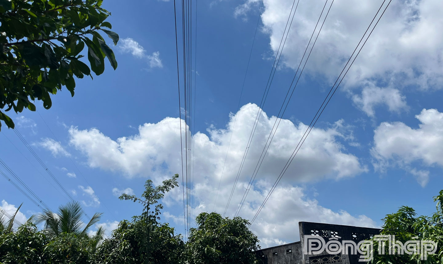  Hình ảnh các cây của hộ dân có nguy cơ gây sự cố lưới điện.