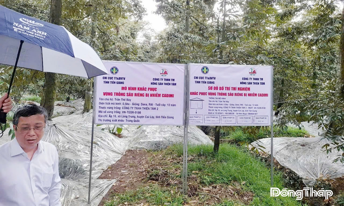 Mô hình phân giải Cadimium trên cây sầu riêng do nhóm tác giả  Nguyễn Ngọc Thành - Võ Văn Men nghiên cứu thực hiện tại 2 huyện Cái Bè  và Cai Lậy (tỉnh Tiền Giang cũ).