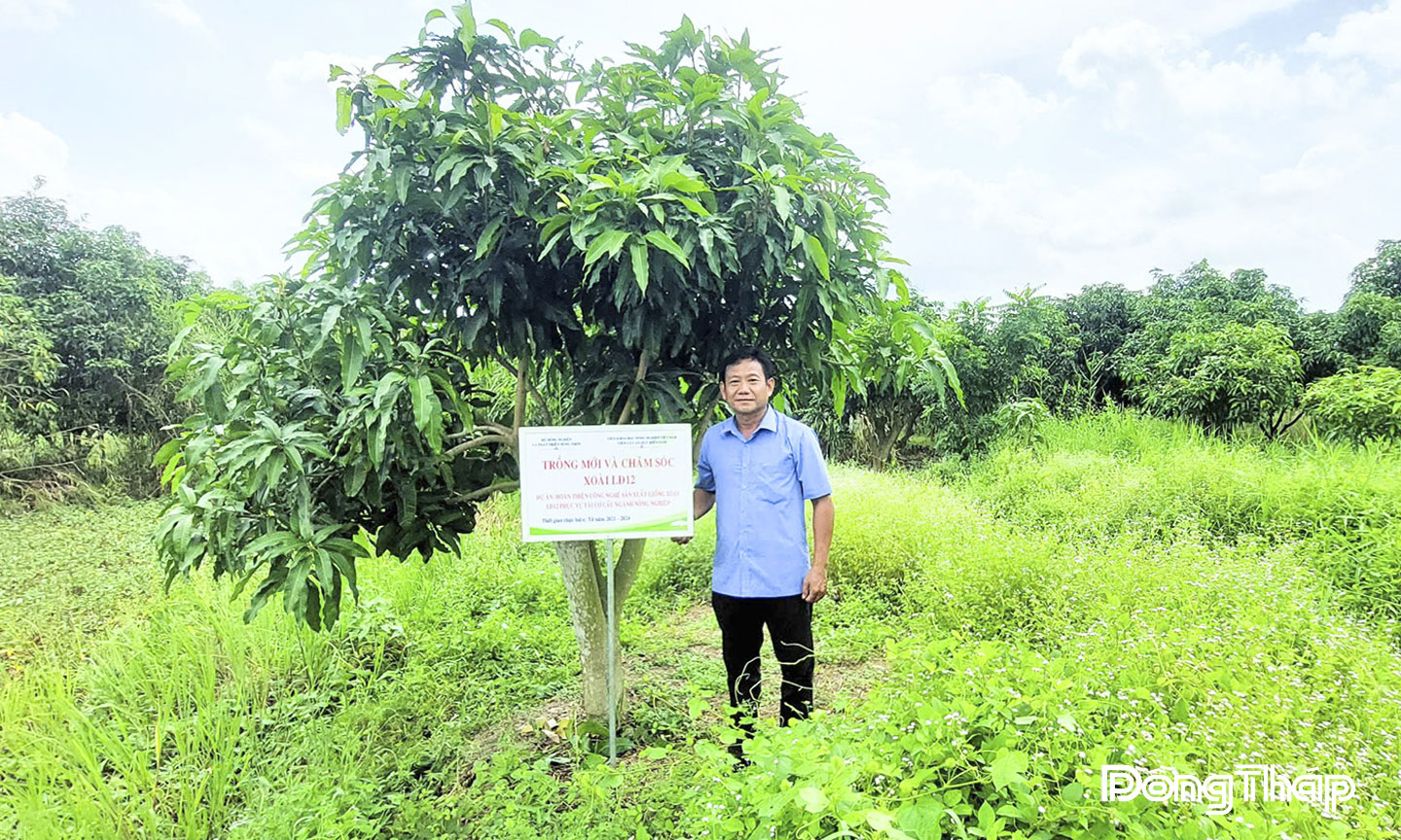 Vườn xoài vỏ dày LĐ12 của gia đình anh Huỳnh Thanh Tài đang phát triển tốt.