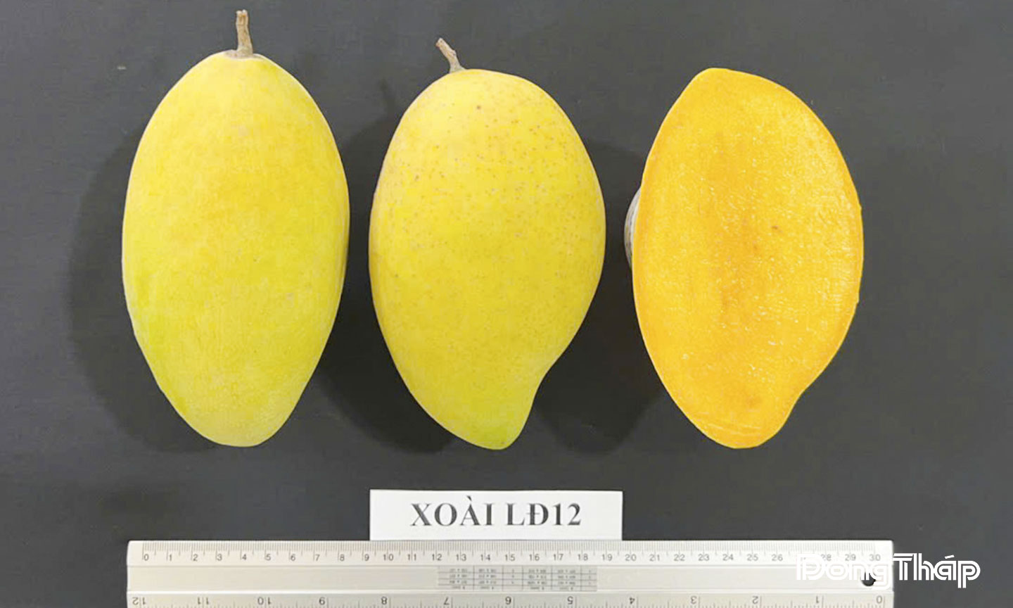 Xoài vỏ dày LĐ12 với những ưu điểm về sinh trưởng, dễ ra hoa, tỷ lệ đậu trái cao và vẫn giữ được hương vị của trái xoài cát Hòa Lộc.