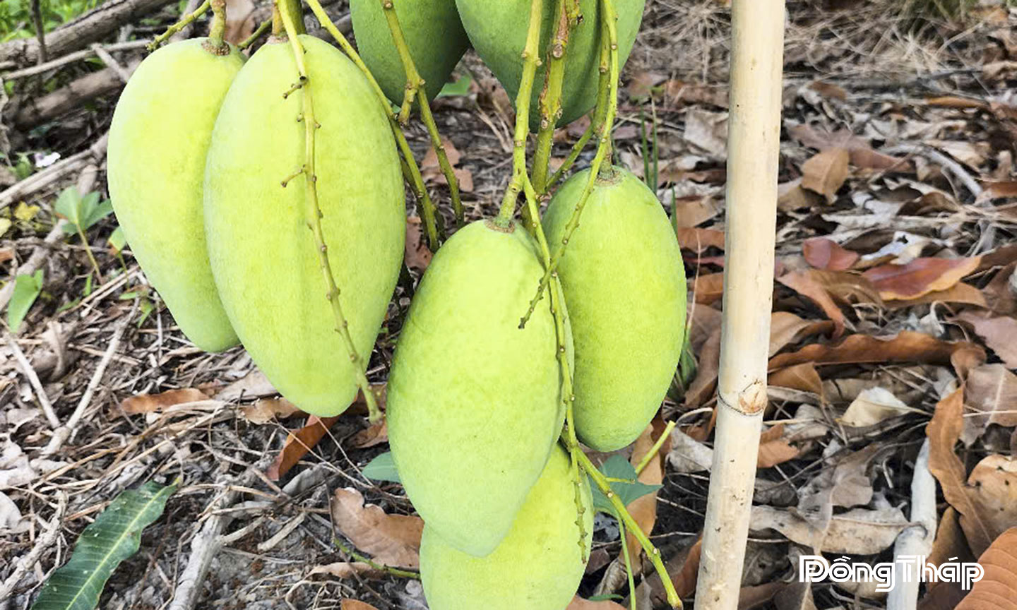 Việc thương mại hóa giống xoài vỏ dày LĐ12 (tên thương mại xoài cát Lộc Phát) cho thấy tiềm năng phát triển và vươn xa của giống xoài này trên thị trường. 