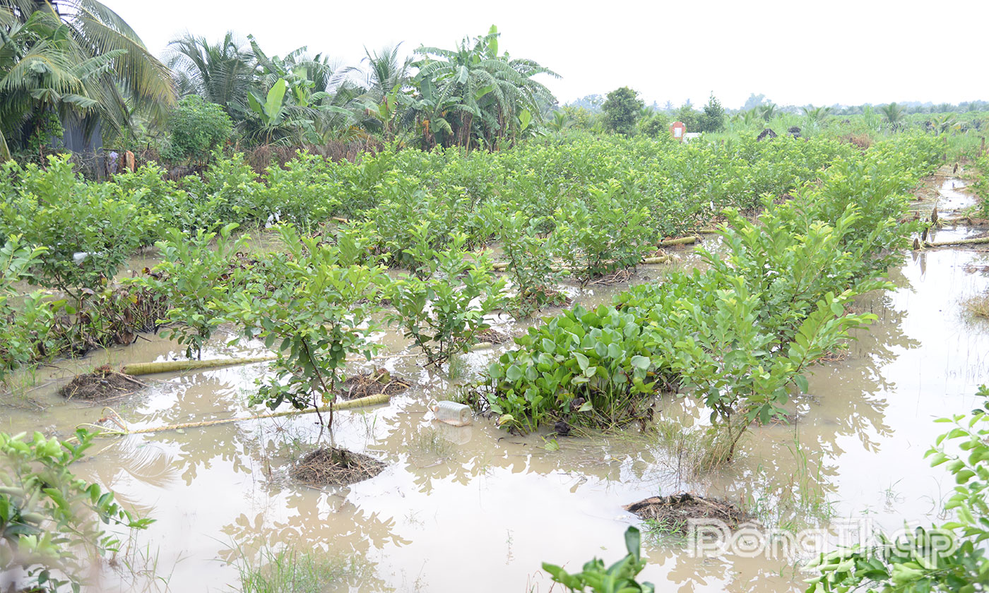 Vườn ổi của người dân ở xã Tân Thuận Bình bị ngập nặng.
