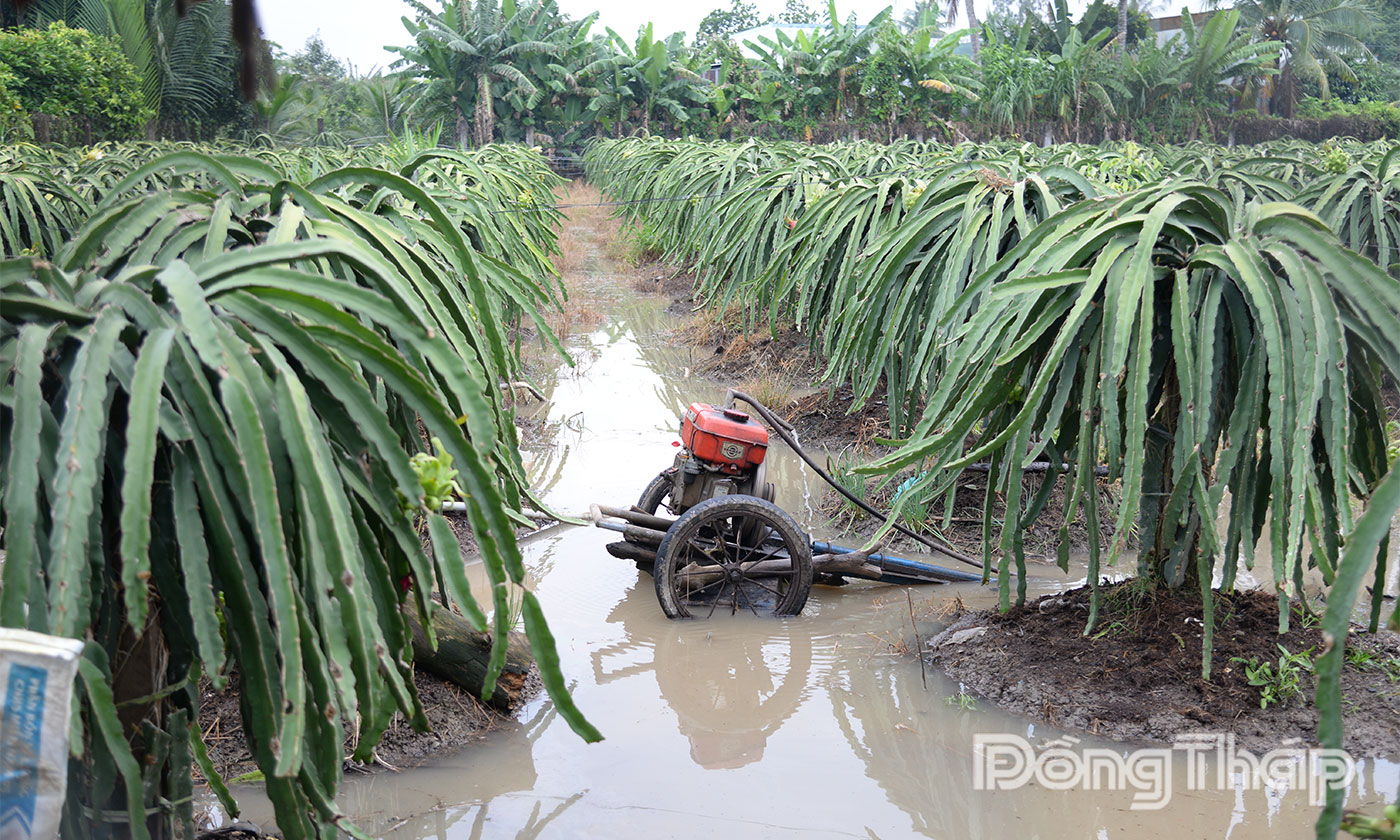 Người dân xã Tân Thuận Bình khẩn trương bơm nước chống ngập ún cho vườn thanh long.