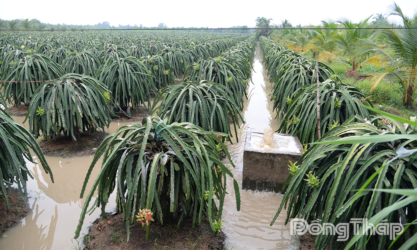 Người dân xã Tân Thuận Bình khẩn trương bơm nước chống ngập ún cho vườn thanh long.