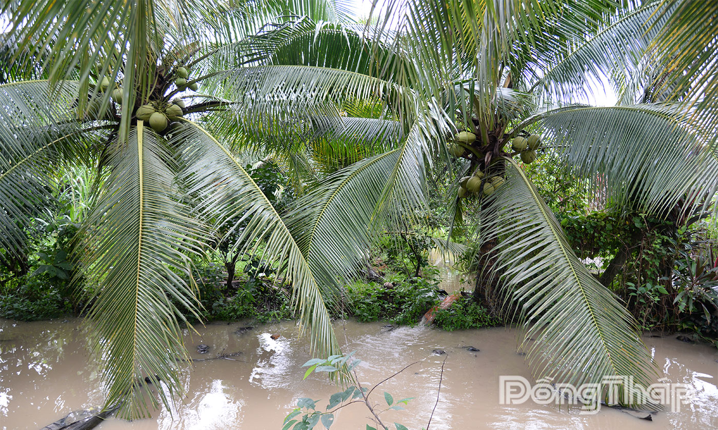 Người dân xã Lương Hòa Lạc bơm nước chống ún cho vườn bưởi.