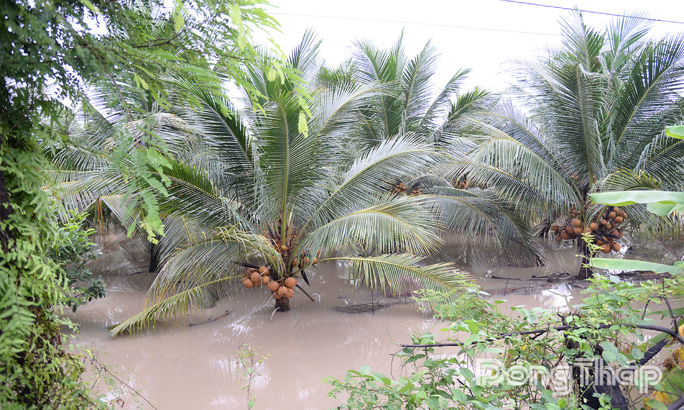 Nhiều vườn cây bị ngập nặng do mưa lớn.