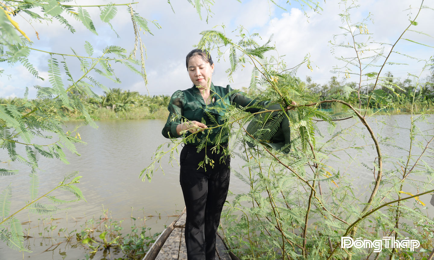Thu hoạch bông điên điển.