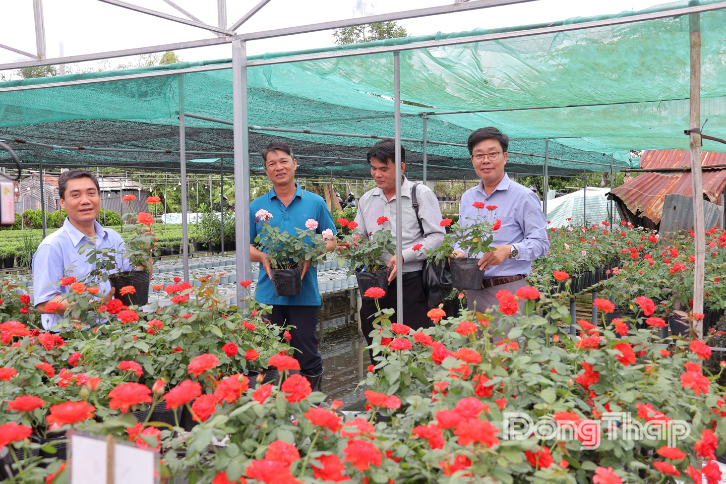 Các giống hoa hồng mới được nhân giống bằng kỹ thuật nuôi cấy mô.