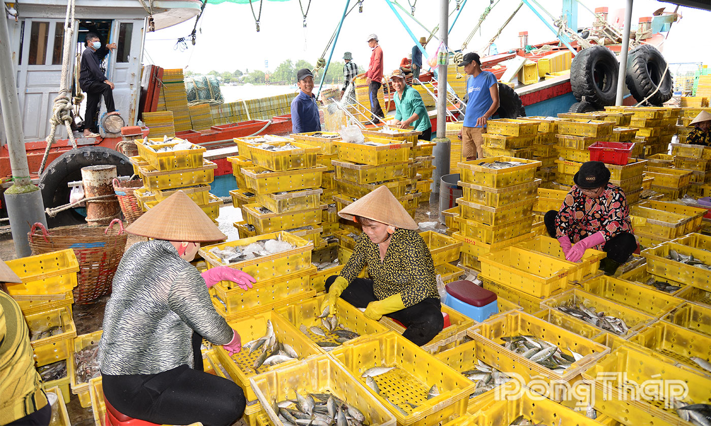 Các phương tiện cập Cảng cá Mỹ Tho để bốc dỡ hải sản.