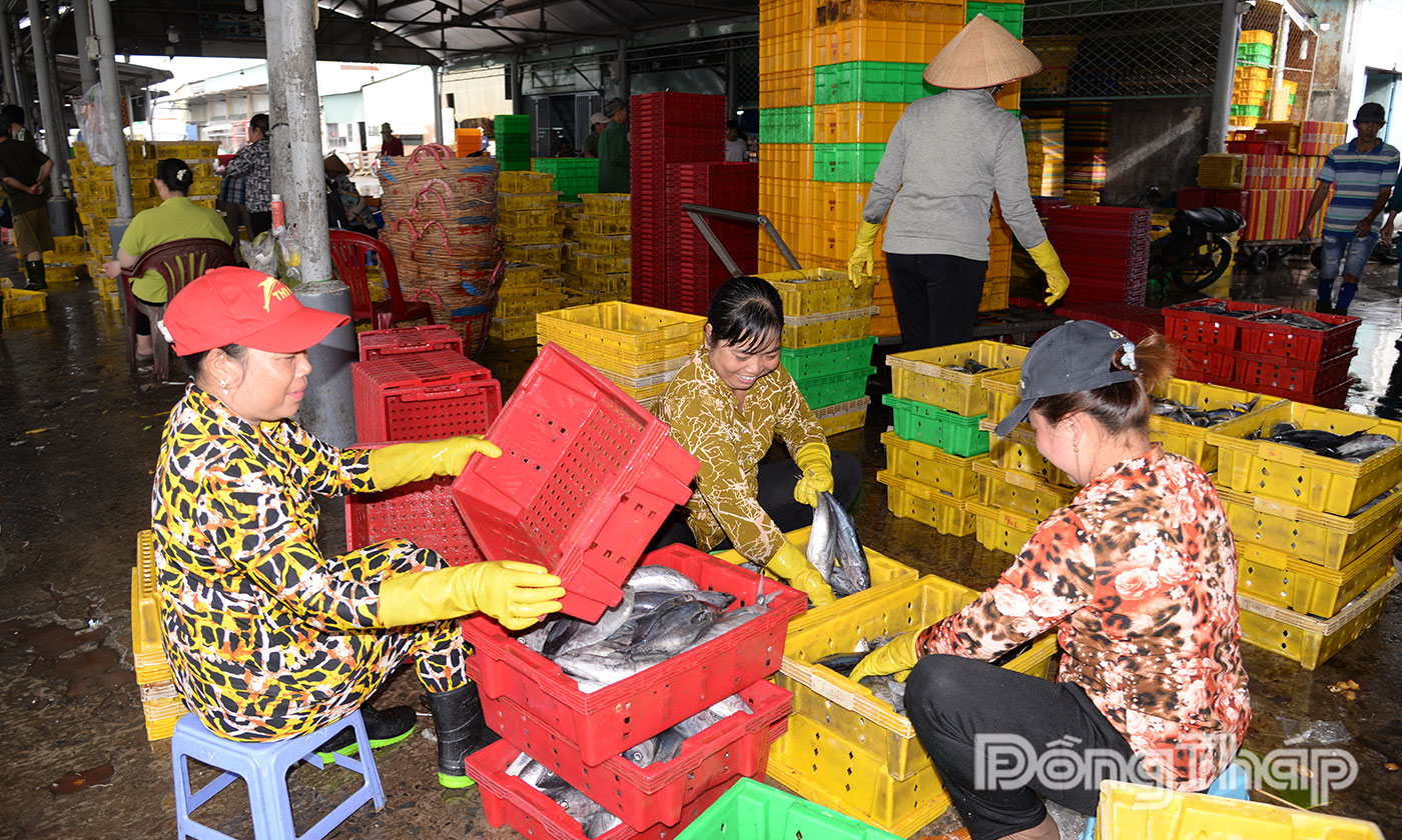 Các đầu nậu thu mua cá để vận chuyển đến các chợ trong và ngoài tỉnh tiêu thụ.