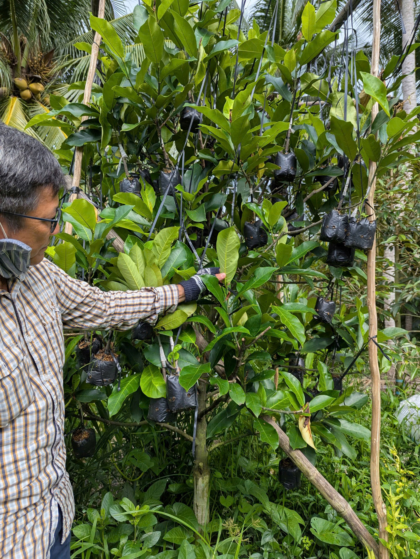 Ghép mít tố nữ vị sầu riêng theo phương pháp tháp cành – Cây giống Phúc An.