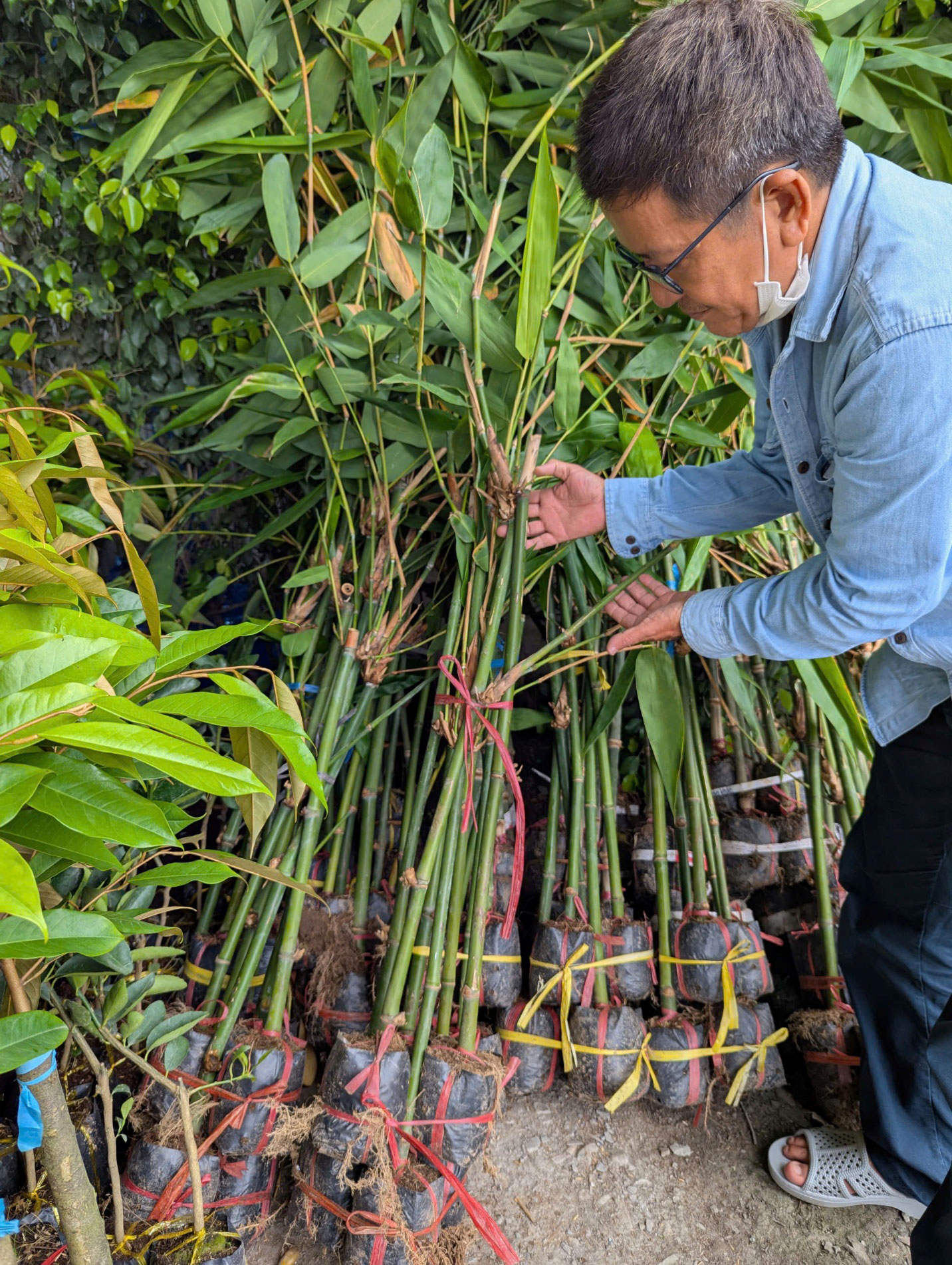 Cây giống được nuôi kỹ với bầu rễ tốt và cơi chồi khỏe.