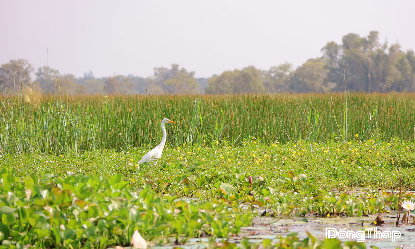 Cò ngàng nhỏ đang kiếm ăn tại phân khu A1, Vườn Quốc gia Tràm Chim.