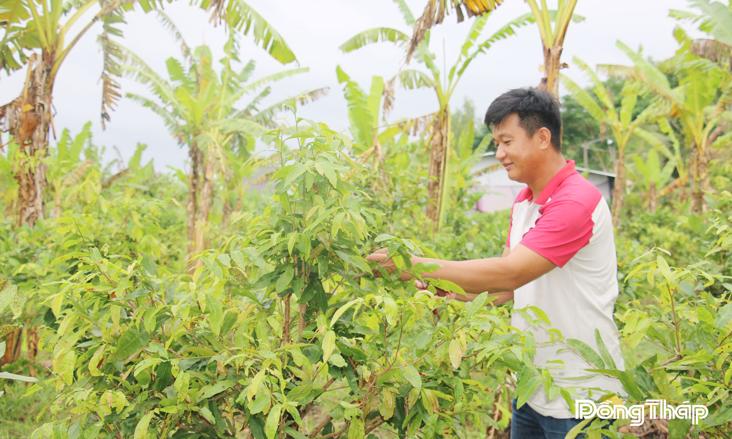 Anh Đặng Thanh Thuấn chăm sóc vườn cây ăn trái của gia đình.