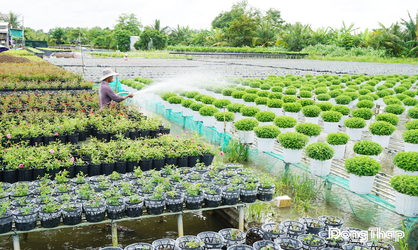  Nông dân Tổ hợp tác Hoa kiểng khóm Tân An đang tích cực chăm sóc các loại hoa, kiểng chuẩn bị cung ứng cho Festival và thị trường tết.