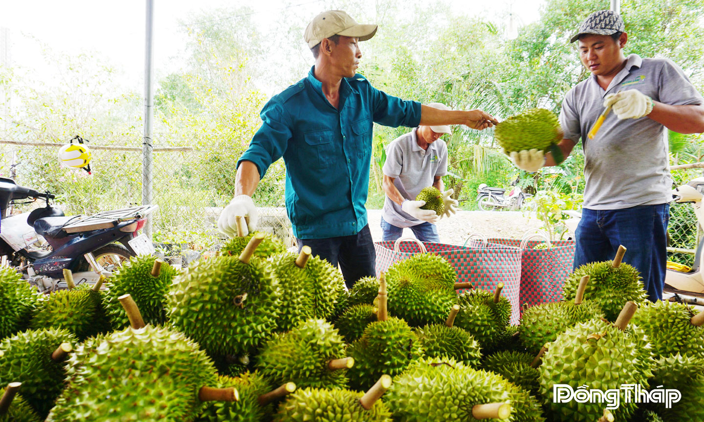 Doanh nghiệp thu mua sầu riêng tại vườn.