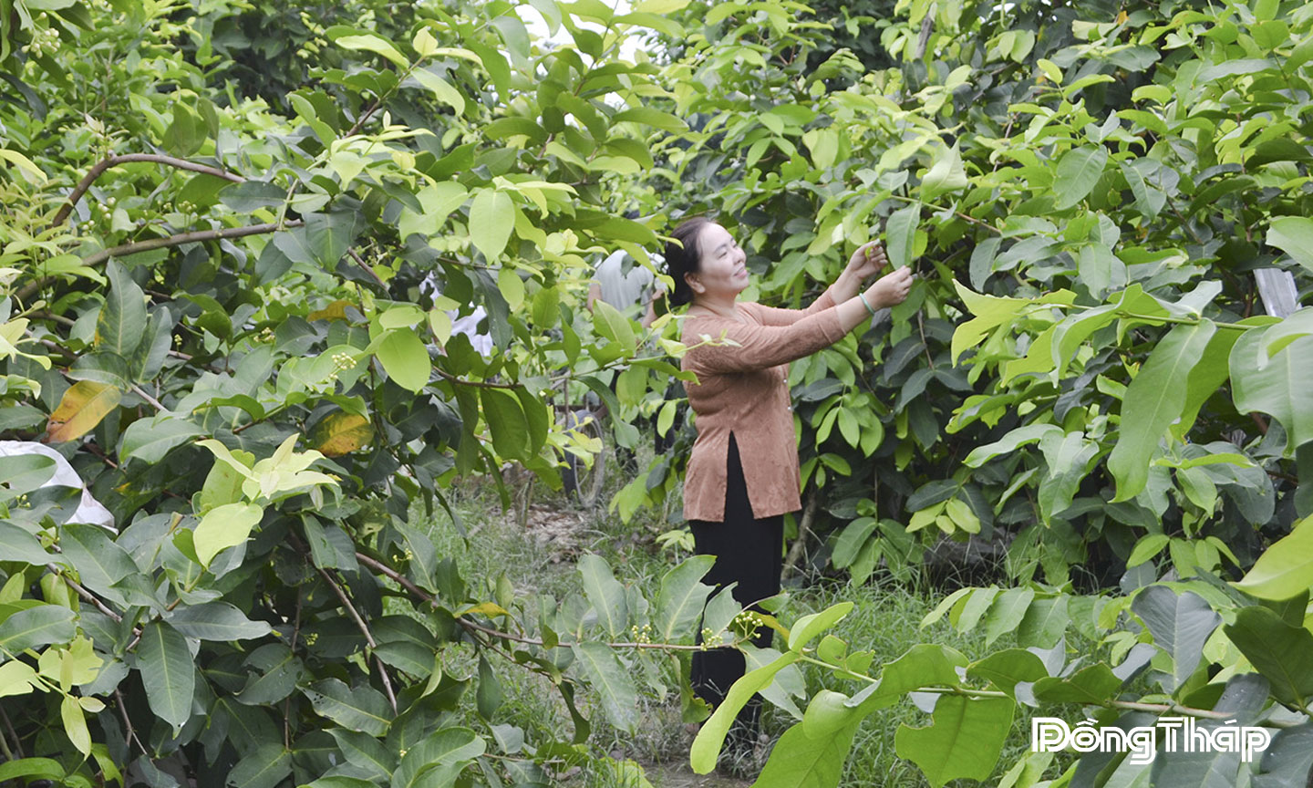 Vườn mận của gia đình chị Phạm Thị Tuyết Hạnh hơn 2 năm tuổi đang vào giai đoạn cho trái ổn định.