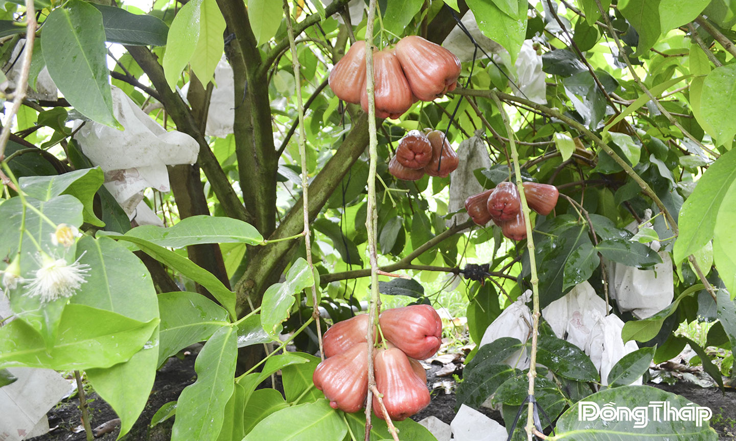 Mận hồng MST với ưu điểm trái to, ngon, ngọt thanh và chắc thịt đang được người tiêu dùng ưa chuộng.