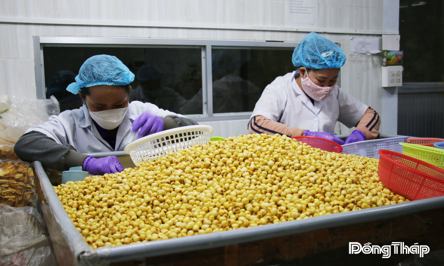 Hạt sen sấy của Công ty TNHH MTV Nam Huy Đồng Tháp -  sản phẩm OCOP 5 sao. 