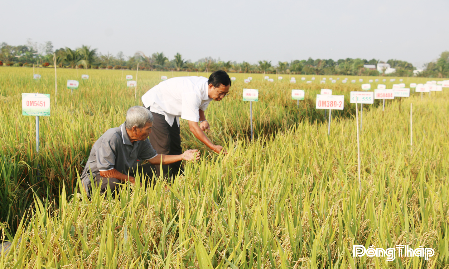 Nông dân trên địa bàn tỉnh Đồng Tháp tập trung ứng dụng nông nghiệp công nghệ cao cho ngành hàng lúa gạo.                                                                                                                                                                     Ảnh: NAM PHONG 