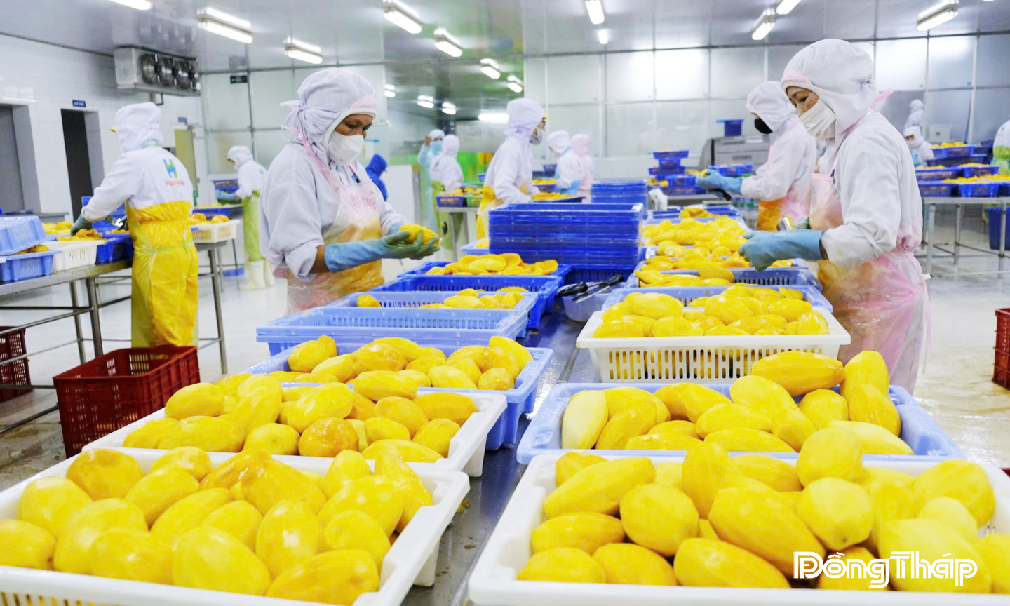 Khuyến khích doanh nghiệp ứng dụng công nghệ đẩy mạnh chế biến và chế biến sâu là “chìa khóa”  để Đồng Tháp khai thác tốt chuỗi giá trị ngành hàng xoài.