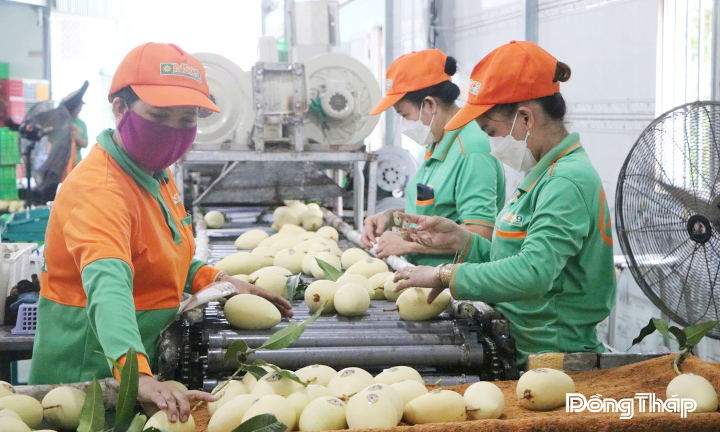 Các doanh nghiệp đẩy mạnh ứng dụng khoa học và công nghệ giúp tăng thời gian bảo quản, tạo thuận lợi cho việc mở rộng thị trường nội địa và xuất khẩu.