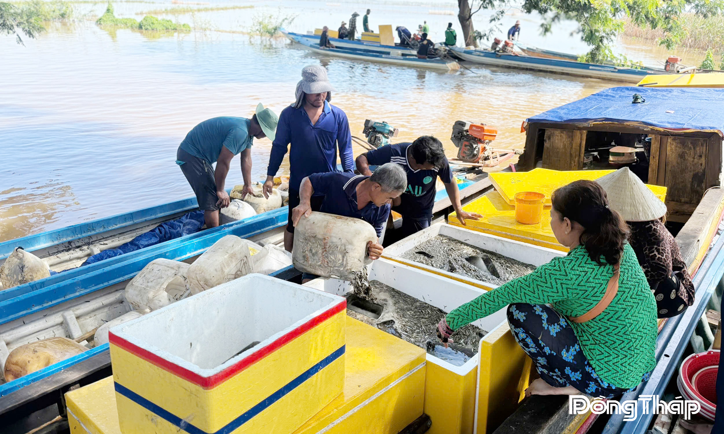 Nhộn nhịp mua bán cá linh mùa nước nổi ở vùng biên giới Thường Phước.