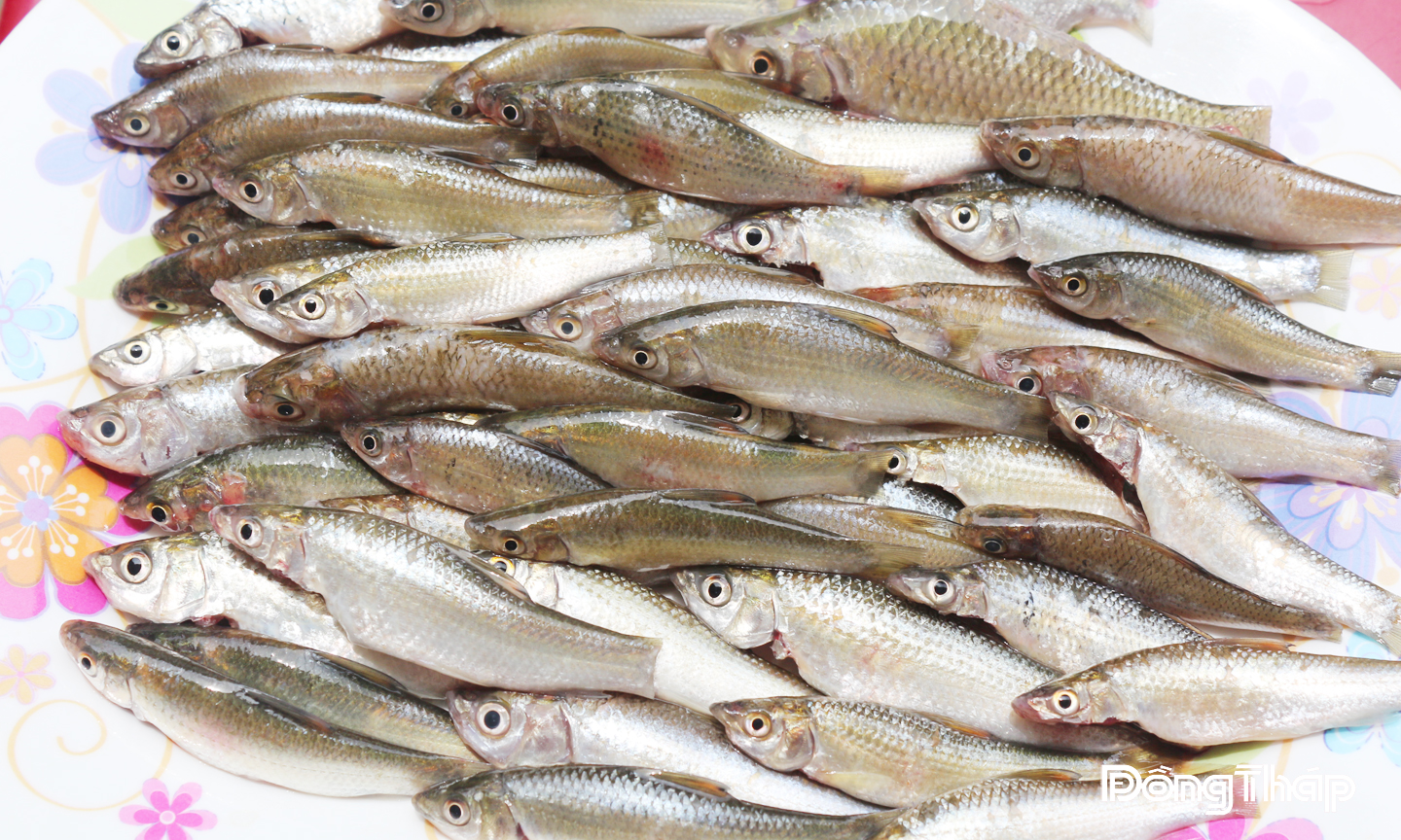 Cá linh được chế biến thành những món ăn hấp dẫn, thơm ngon.