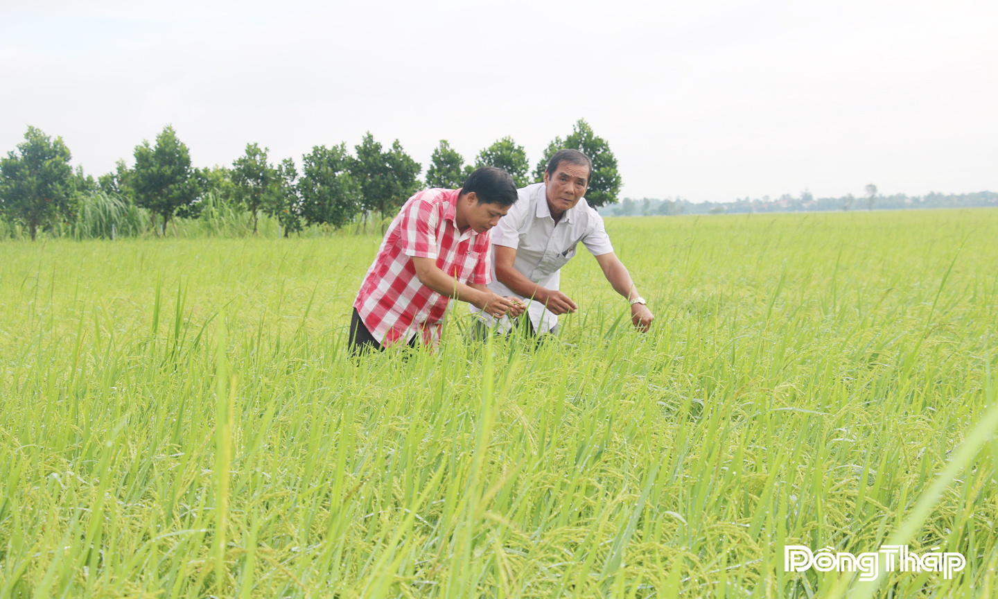 Hợp tác xã Nông nghiệp Tân Bình (xã Tân Long) tập trung phát triển canh tác lúa theo hướng hữu cơ. 