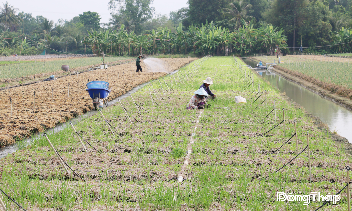 Nông dân trên địa bàn tỉnh Đồng Tháp ứng dụng  công nghệ cao vào sản xuất rau theo hướng an toàn. 