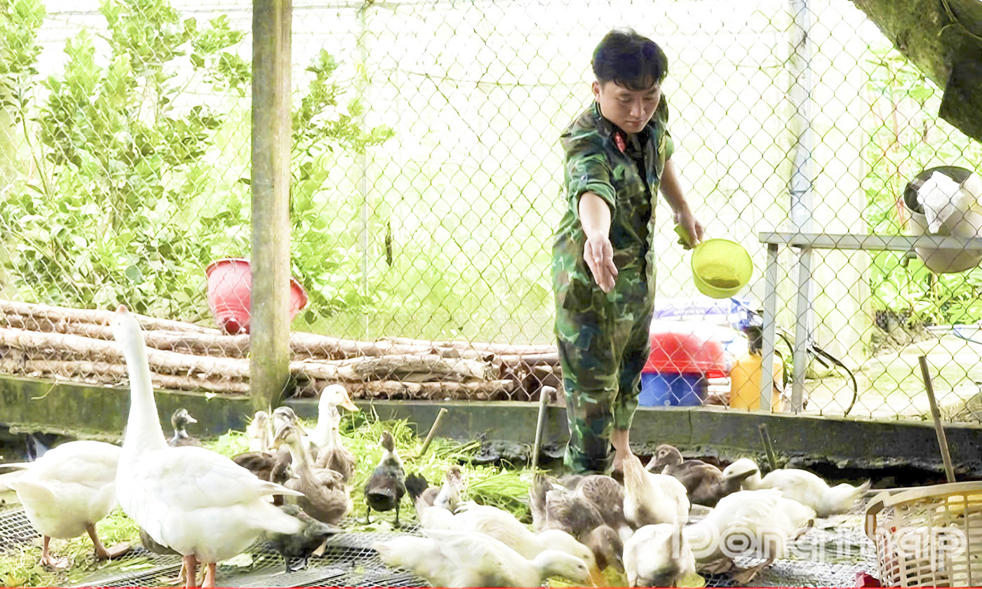 Đồng chí Thiếu tá Trần Hoàng Minh, Trợ lý kỹ thuật Phòng hậu cần kỹ thuật BCH Phòng thủ khu vực 1 – Long Thuận tự tay chăm sóc đàn gia cầm của đơn vị.