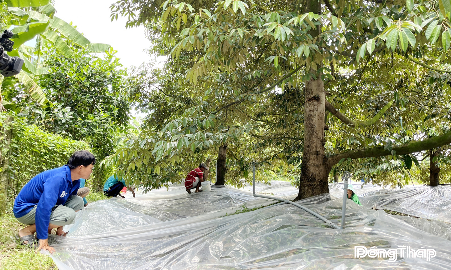 Nông dân xã Tân Khánh Trung trải màn phủ bảo vệ diện tích sầu riêng trước ảnh hưởng mưa, bão.