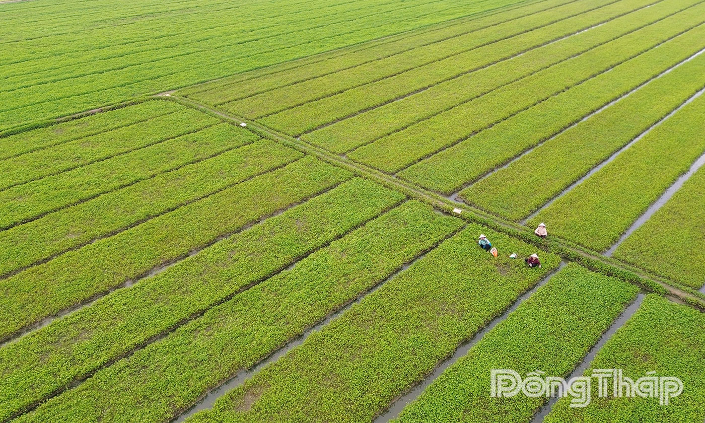 Giá rau màu các loại đang sốt giá.