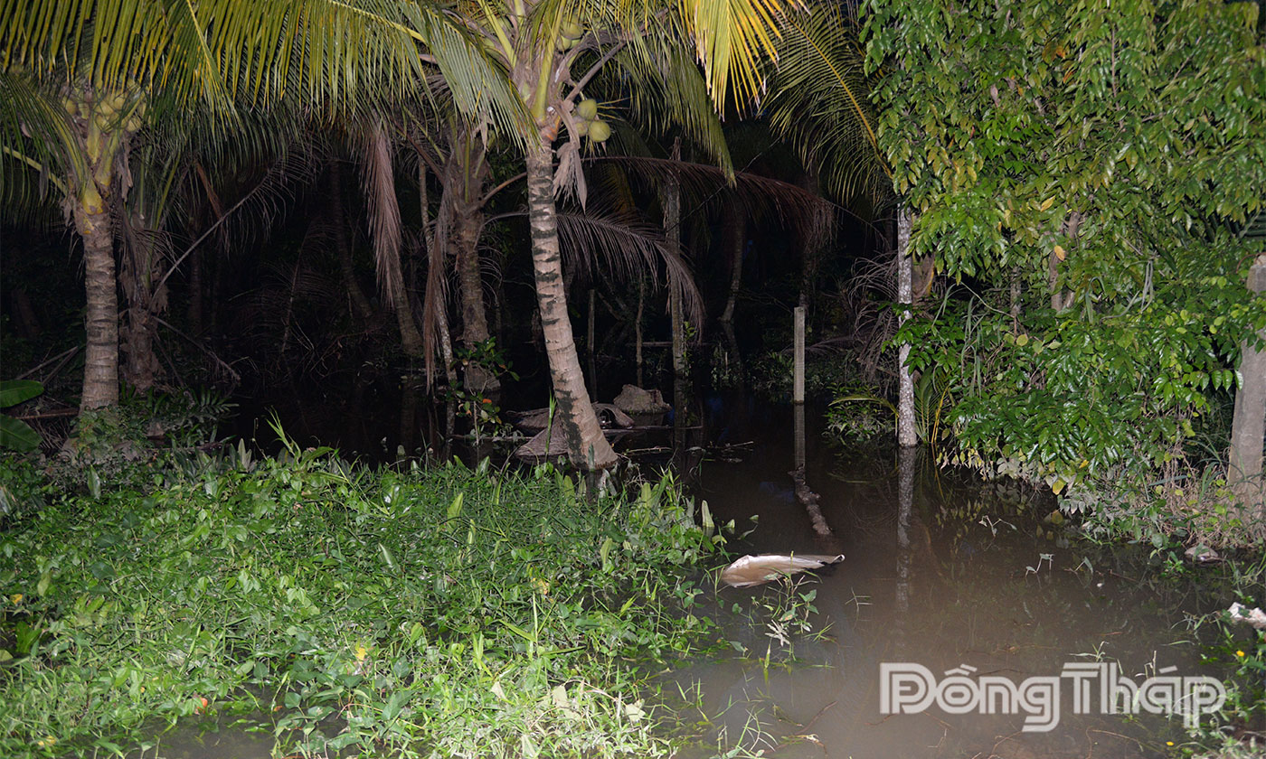 Vườn cây và đường dẫn vào nhà dân ở phường Mỹ Phong bị ngập sâu.