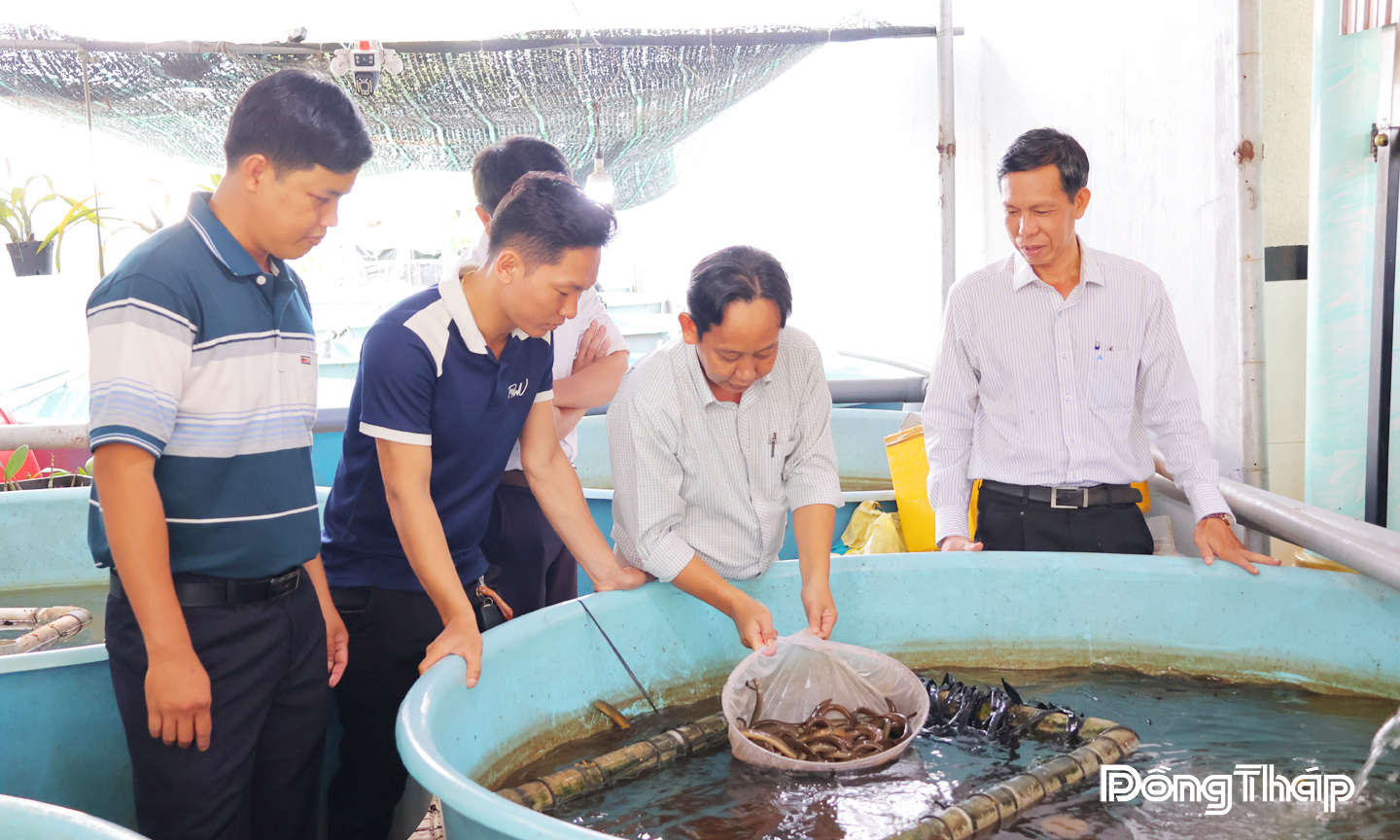 Hệ thống xử lý nước tuần hoàn giúp nông dân giảm chi phí đầu tư, giảm thiểu ô nhiễm môi trường nâng cao chất lượng lươn nuôi.