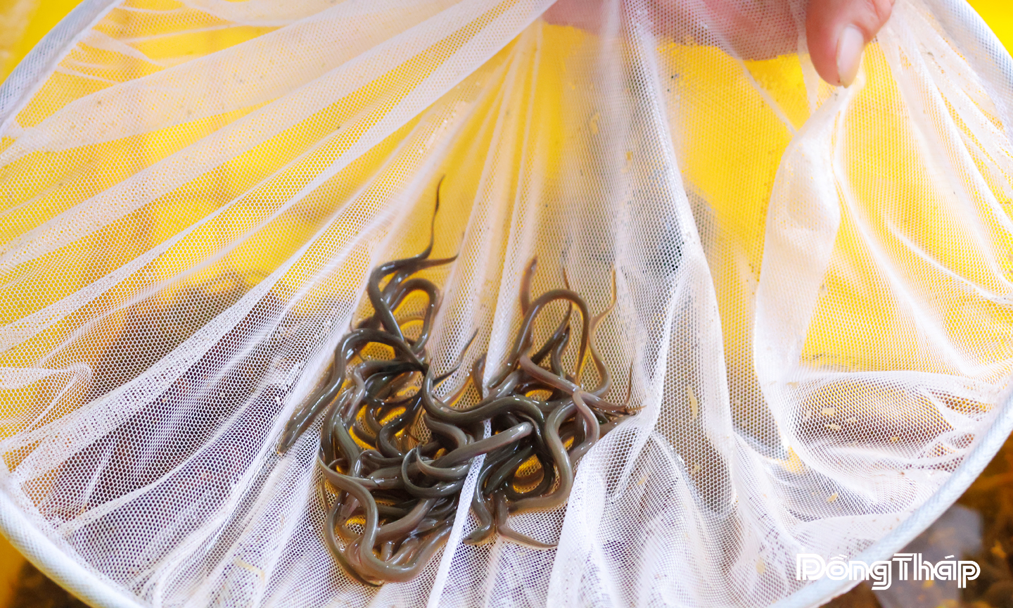 Hệ thống xử lý nước tuần hoàn giúp các hộ nuôi lươn nâng cao chất lượng con giống, giảm hao hụt, tăng lợi nhuận.