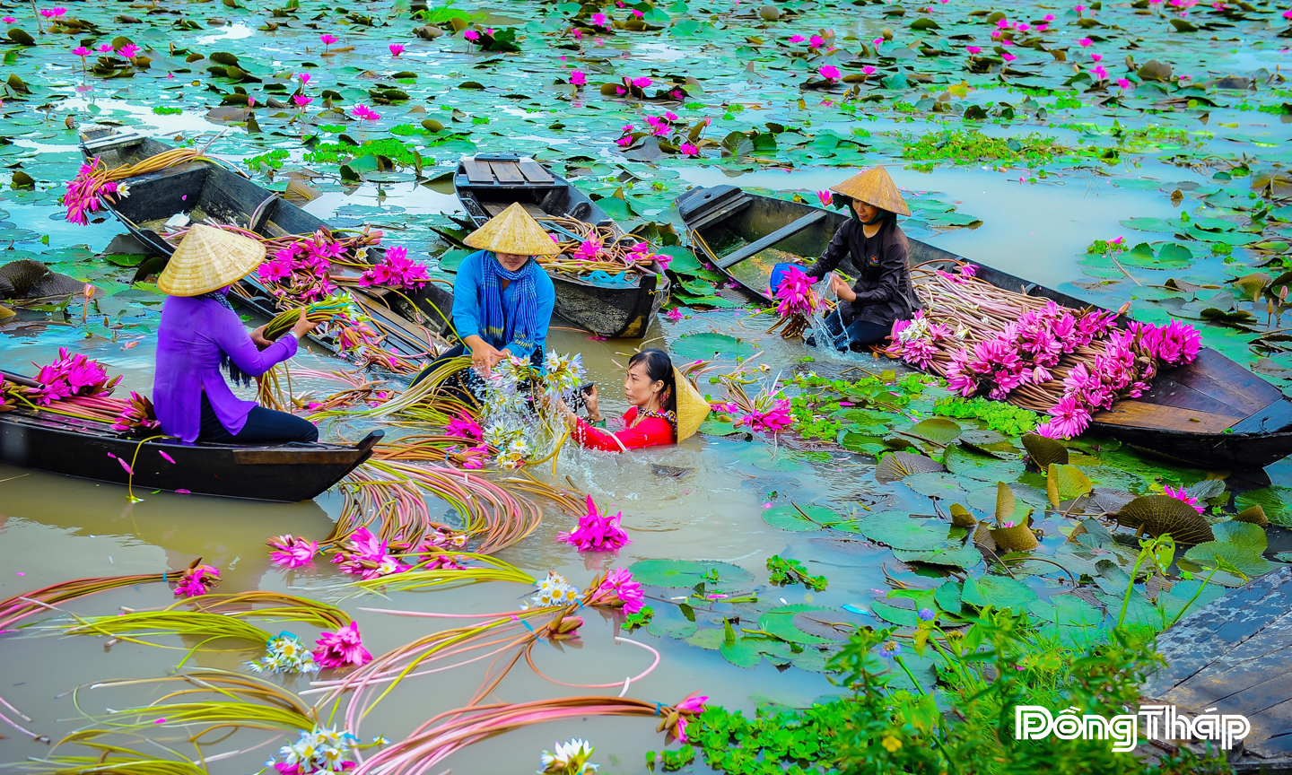 Thu hoạch bông súng mùa nước nổi. Ảnh: Duy Nhựt