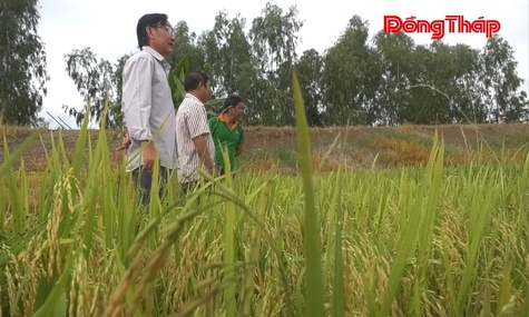 Xã Tam Nông hướng đến nền nông nghiệp xanh