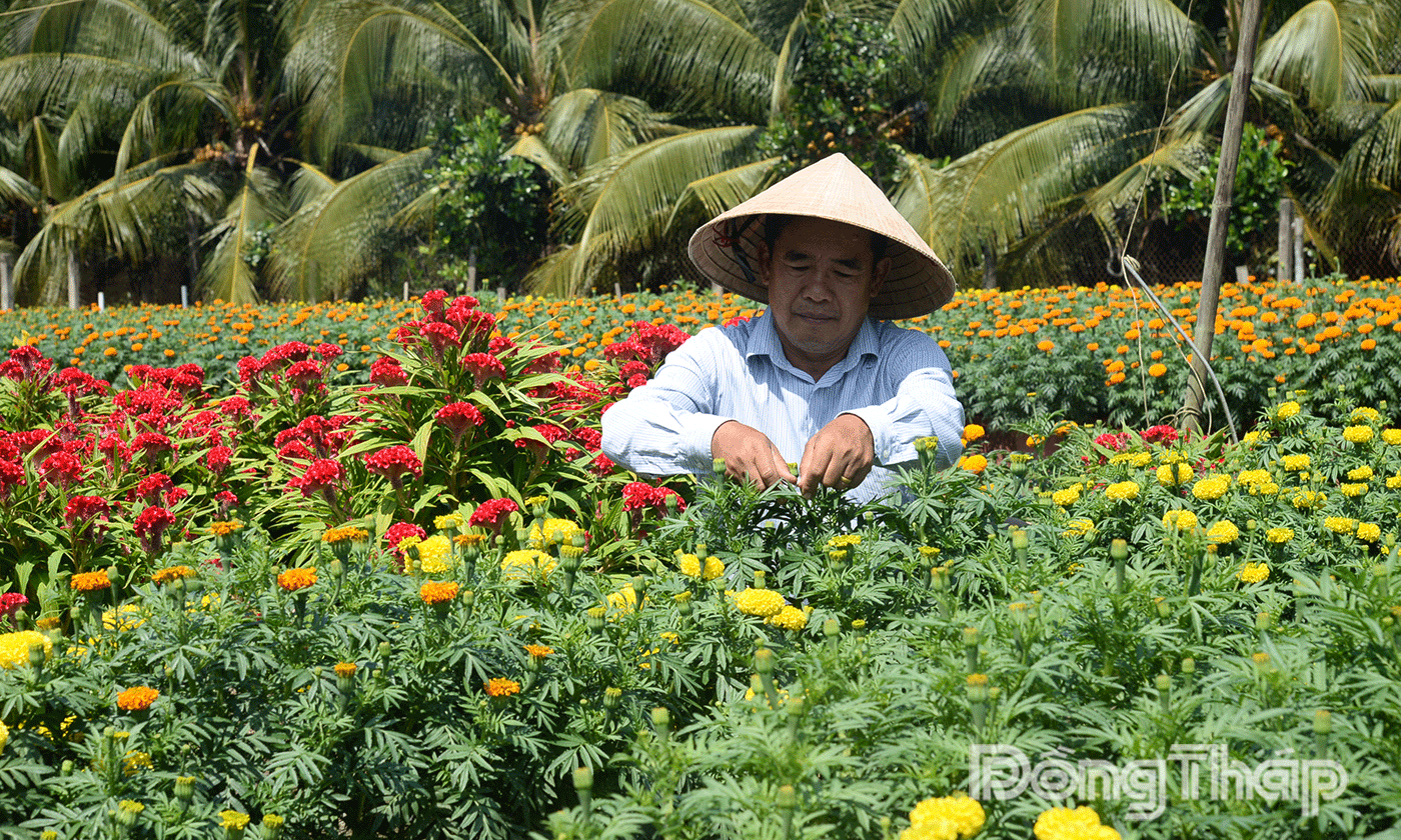 Người dân linh hoạt trong sản xuất, tận dụng đất canh tác trồng hoa tăng thu nhập.