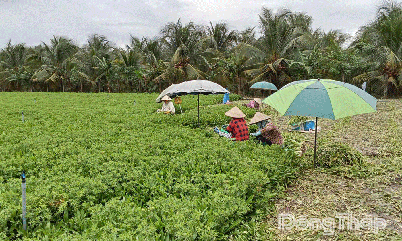 Đa dạng các loại cây trồng phù hợp với từng điều kiện tự nhiên. Ảnh. THANH TÂN