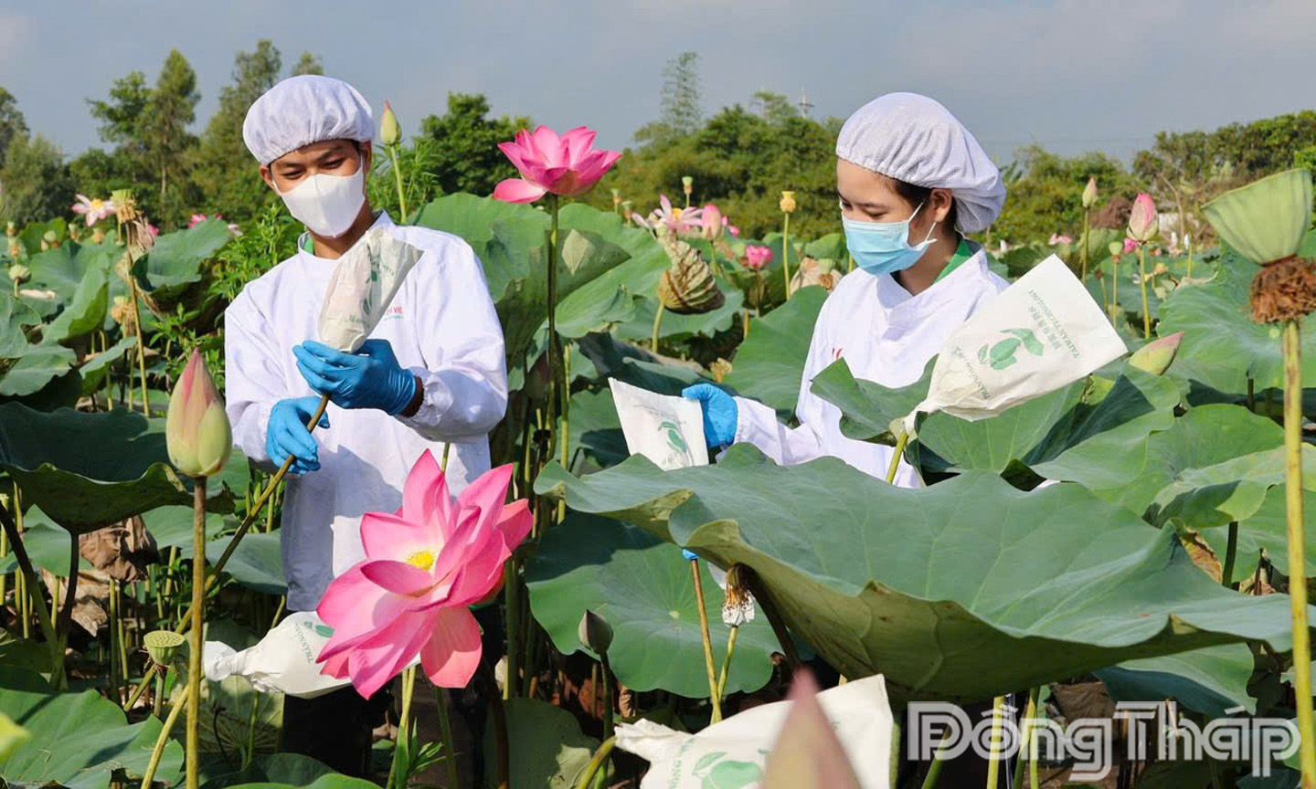 Sen gần gũi với đời sống mỗi người dân; từ thân, củ, lá, hoa… của cây sen đều mang đến lợi ích thiết thực cho con người.