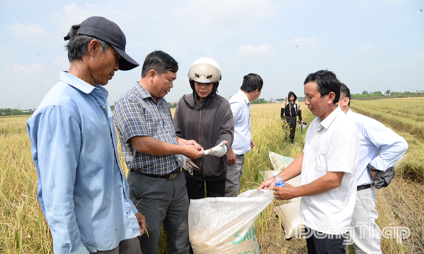 Xã Long Bình cũng như tỉnh Đồng Tháp đang tập trung nhân rộng diện tích sản xuất lúa chất lượng cao, giảm phát thải.