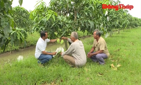 Xã An Long đất lúa "hóa" vườn xoài